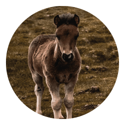 Psychosociale hulpverlening Psychosociale hulpverlening