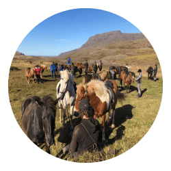 Spiegelen met paarden Spiegelen met paarden