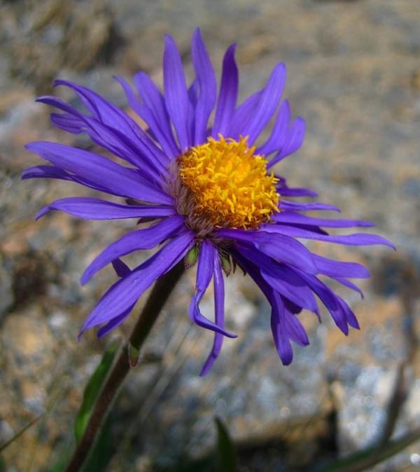 Illustration Yin Yoga : fleur des champs (Aster des Alpes) Illustration Yin Yoga : fleur des champs (Aster des Alpes)