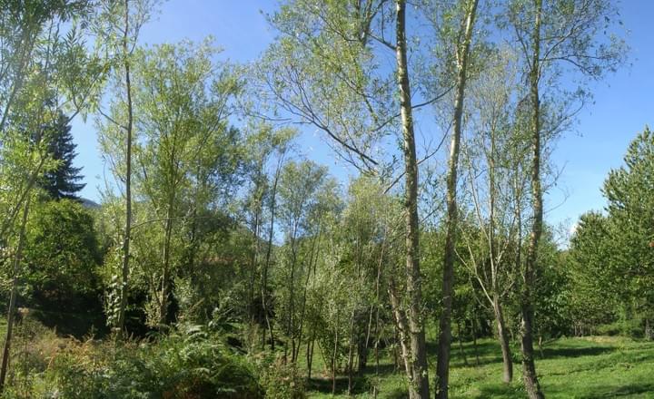 Section image