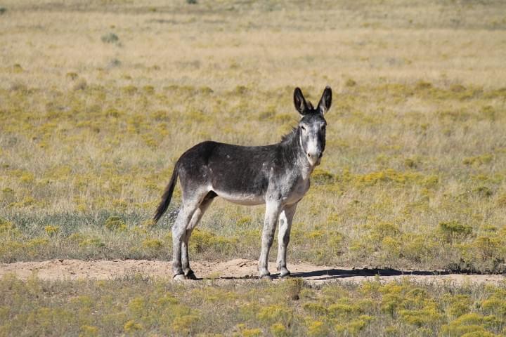 Photo Credit Citizens Against Equine Slaughter, Sinbad HMA, UT 2020 Photo Credit Citizens Against Equine Slaughter, Sinbad HMA, UT 2020