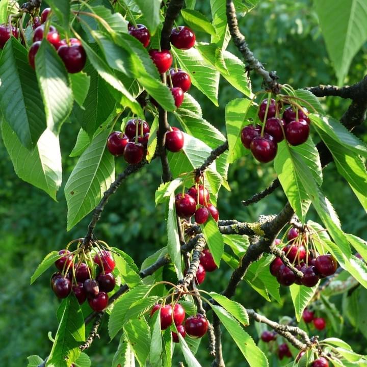 Création d'un verger - cerisier Création d'un verger - cerisier
