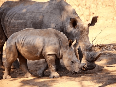 Rhino walk review from a client. Rhino walk review from a client.