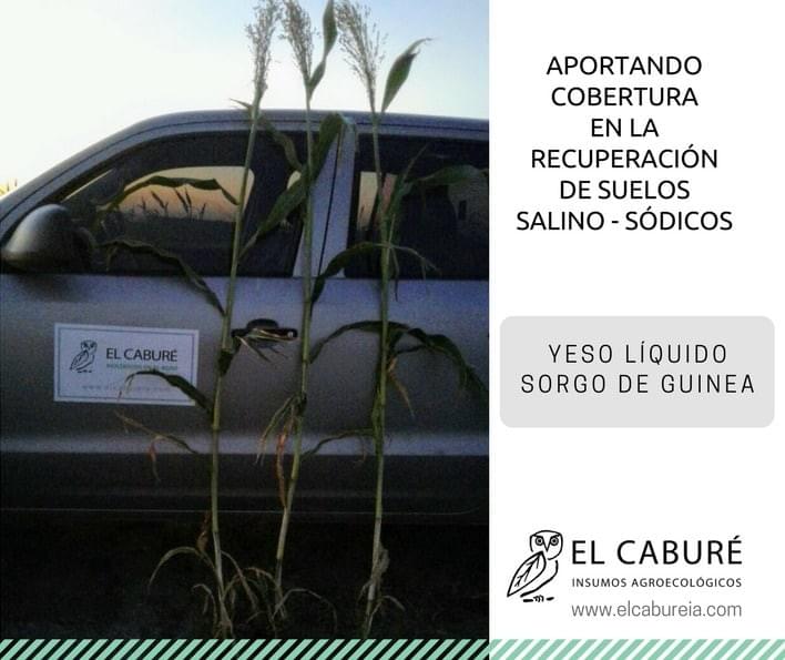 foliares fertilizantes foliares fertilizantes