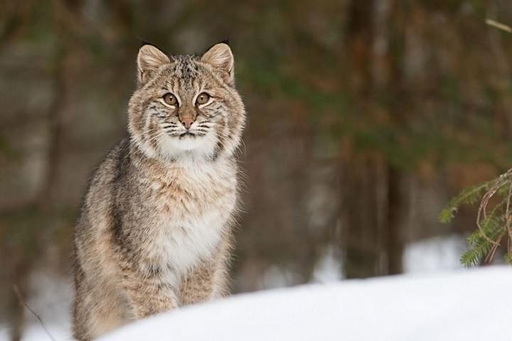 Lynx rufus, (c) R. Irwin / TNC Lynx rufus, (c) R. Irwin / TNC