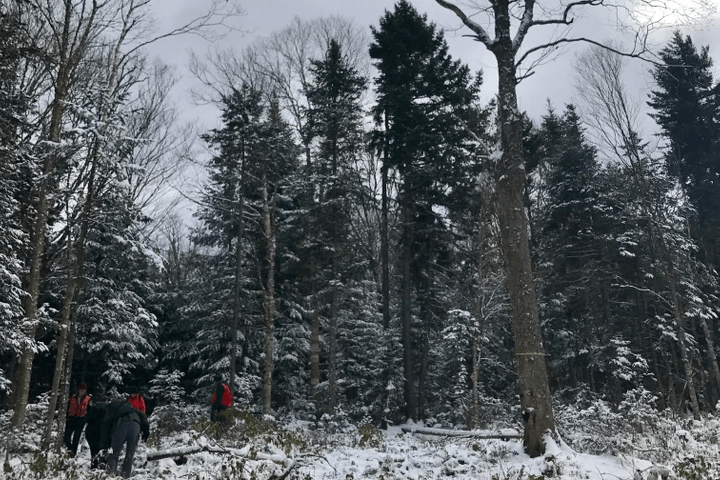 Northern Forest woodland, (c) J. Murdoch Northern Forest woodland, (c) J. Murdoch