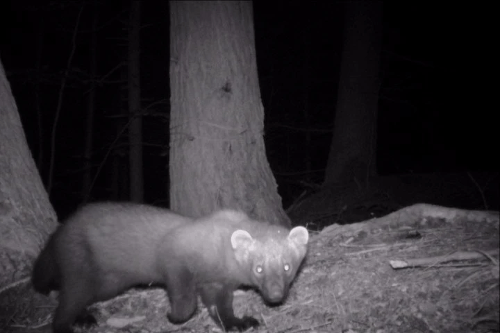 Martes pennanti, (c) S. Williams/J. Murdoch Martes pennanti, (c) S. Williams/J. Murdoch