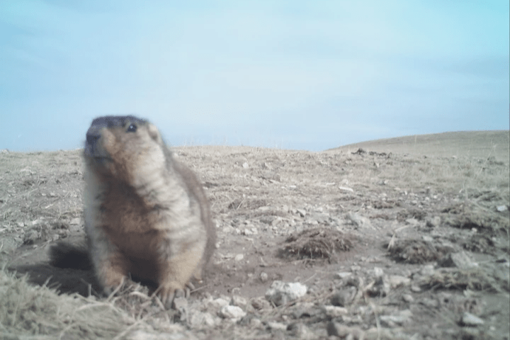 Marmota sibirica, (c) S. Buyandelger Marmota sibirica, (c) S. Buyandelger