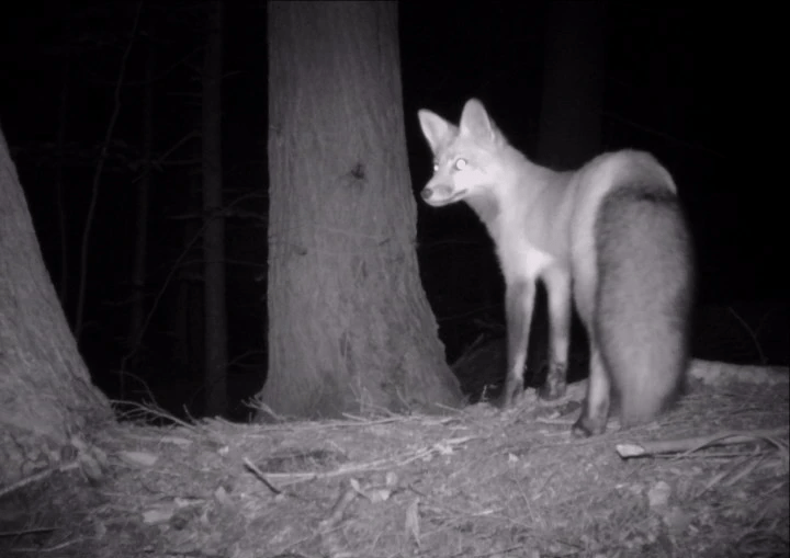 Vulpes vulpes, (c) S. Williams/J. Murdoch Vulpes vulpes, (c) S. Williams/J. Murdoch