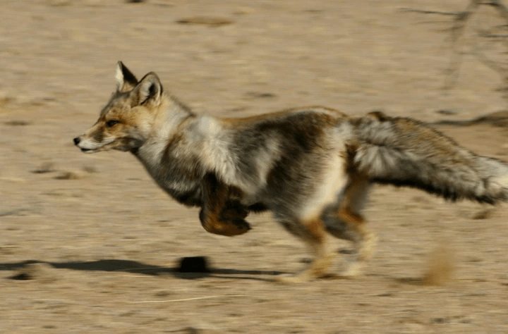 Vulpes vulpes, (c) R. Reading Vulpes vulpes, (c) R. Reading
