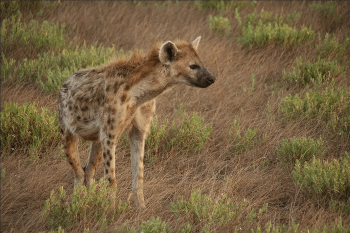 Crocuta crocuta, (c) J. Murdoch Crocuta crocuta, (c) J. Murdoch