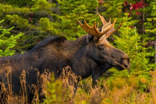 Alces alces, (c) J. Blouin Alces alces, (c) J. Blouin