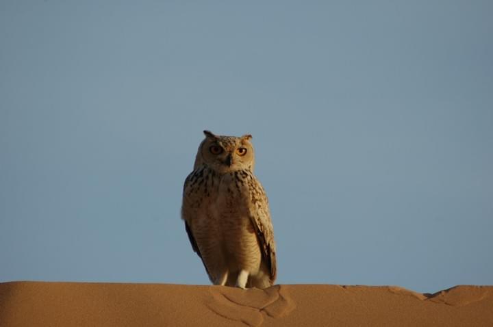 Eagle owl, (c) X. Eichaker Eagle owl, (c) X. Eichaker