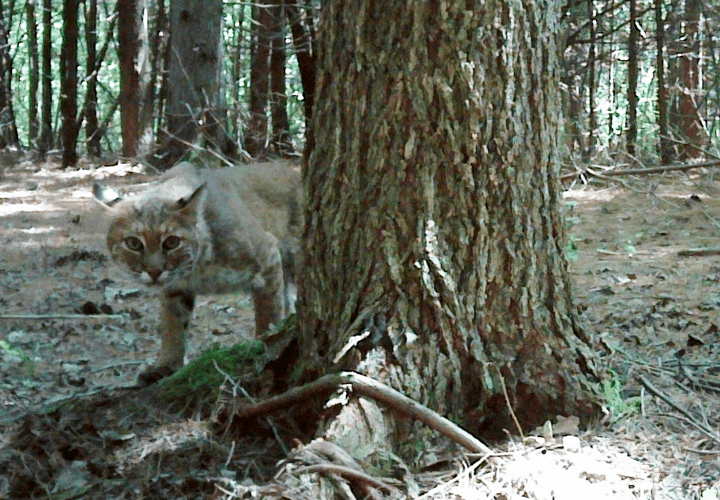 Lynx rufus, (c) S. Williams/J. Murdoch Lynx rufus, (c) S. Williams/J. Murdoch