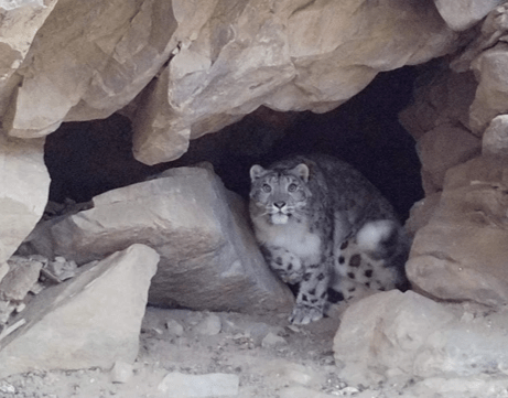 Panthera uncia, (c) Denver Zoo / INNR Panthera uncia, (c) Denver Zoo / INNR