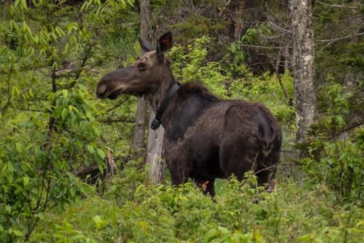 Alces alces, (c) J. Blouin Alces alces, (c) J. Blouin