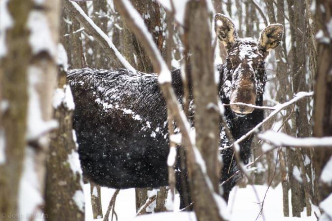 Alces alces, (c) J. Blouin Alces alces, (c) J. Blouin