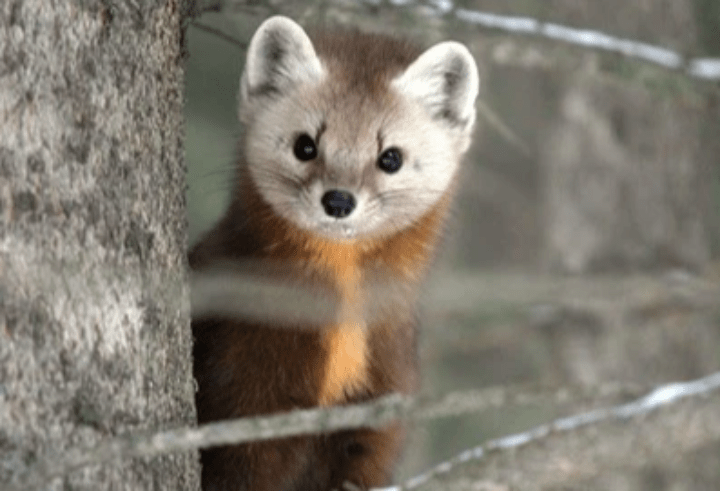 Martes americana, (c) USDA Martes americana, (c) USDA