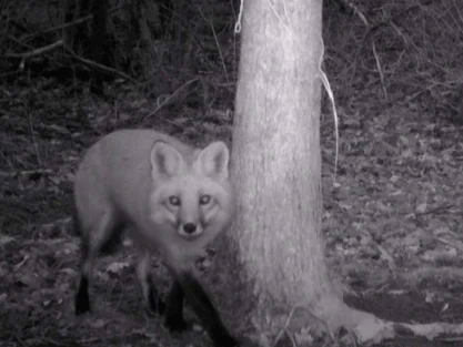 Vulpes vulpes, (c) S. Williams/J. Murdoch Vulpes vulpes, (c) S. Williams/J. Murdoch