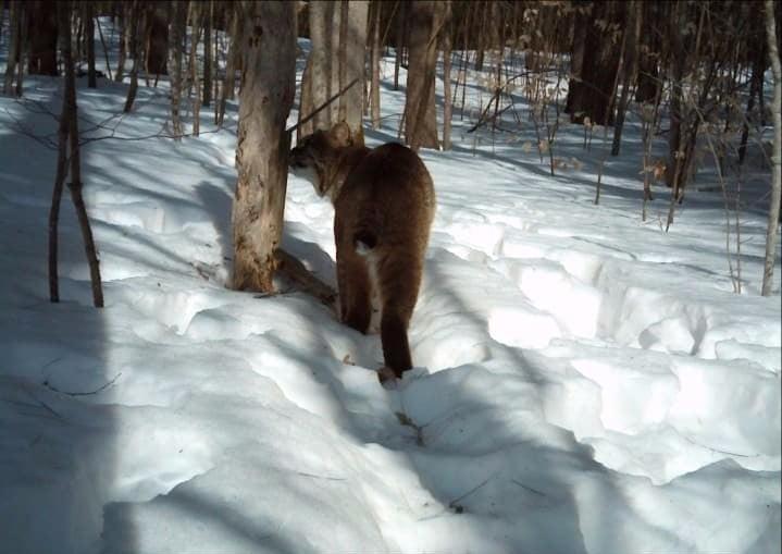 Lynx rufus (c) J. Murdoch Lynx rufus (c) J. Murdoch