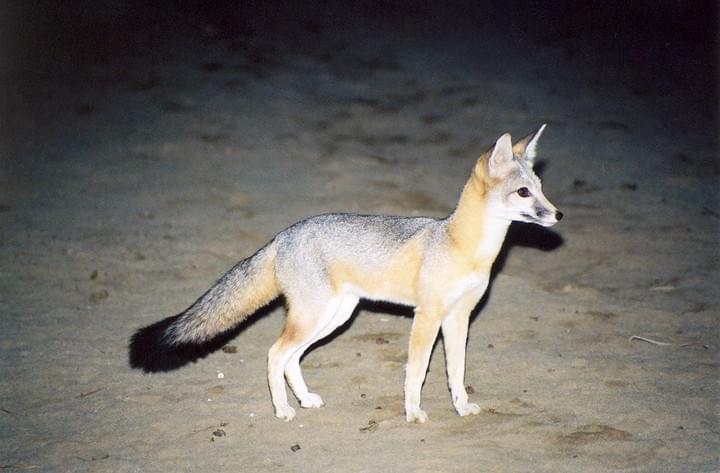Vulpes macrotis mutica, (c) C. Wingert Vulpes macrotis mutica, (c) C. Wingert