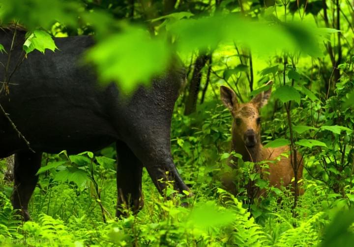 Alces alces, (c) J. Blouin Alces alces, (c) J. Blouin