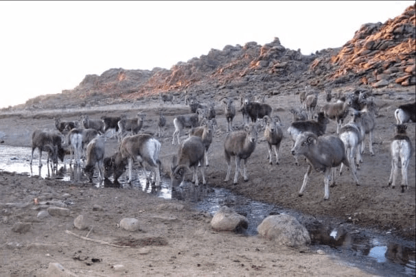 Vulpes vulpes, (c) J. Murdoch Vulpes vulpes, (c) J. Murdoch