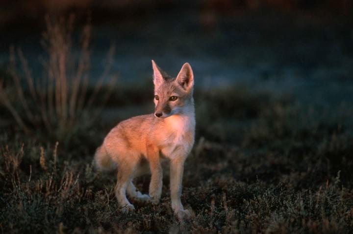 Vulpes corsac, (c) X. Eichaker Vulpes corsac, (c) X. Eichaker