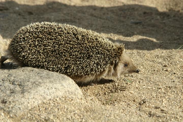 Mesechinus dauuricus, (c) R. Reading Mesechinus dauuricus, (c) R. Reading