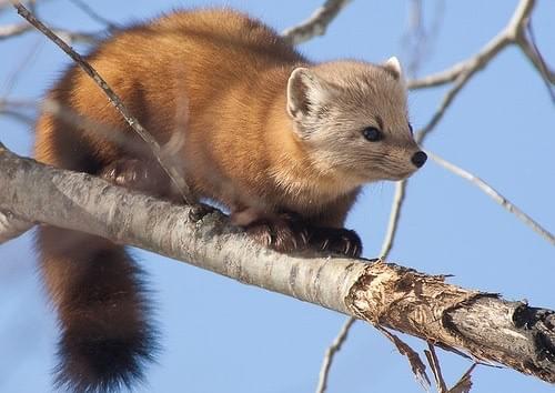 Martes americana (c) VFWD Martes americana (c) VFWD