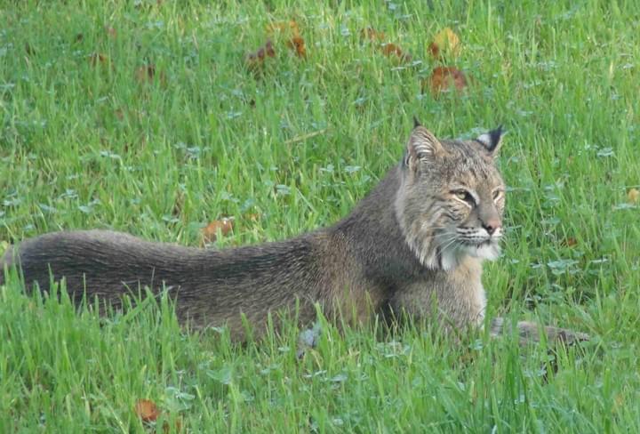 Lynx rufus, (c) A. Krahl Lynx rufus, (c) A. Krahl