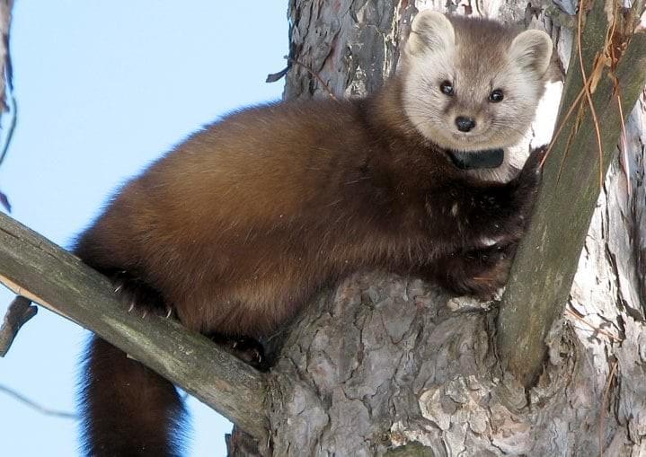 Martes americana (c) D. Hall, VFWD Martes americana (c) D. Hall, VFWD