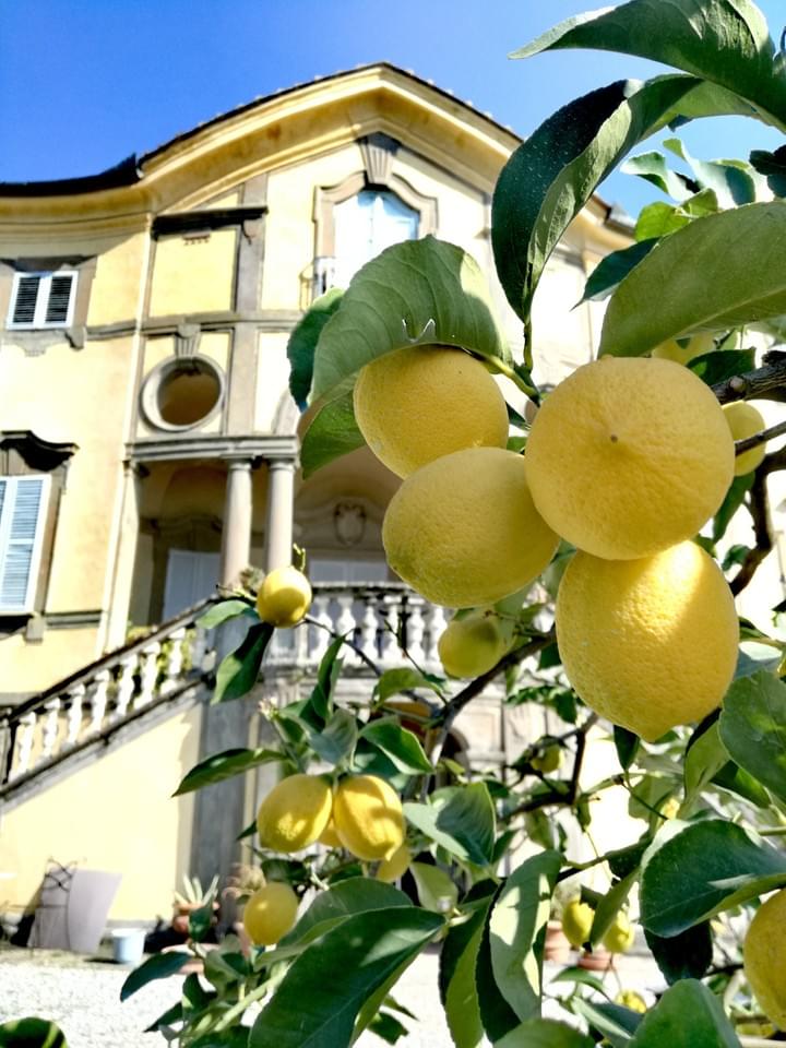 Limoni Villa Lucca Limoni Villa Lucca