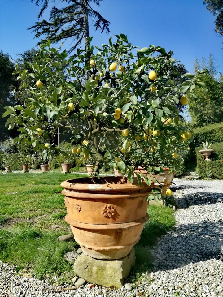 Piante Limoni Conca Ville di Lucca Piante Limoni Conca Ville di Lucca