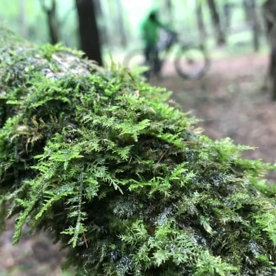 フィトンチッドガイドツアー12㎞ フィトンチッドガイドツアー12㎞