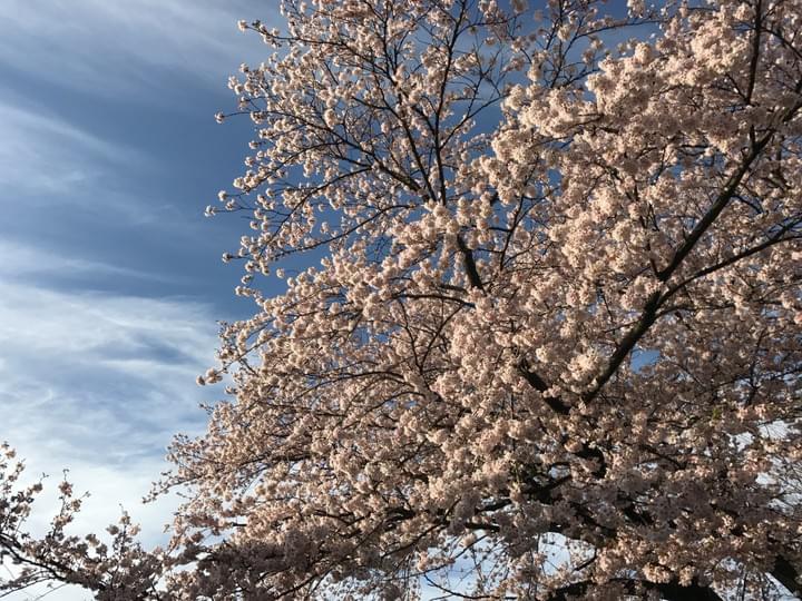 下川井TCの守護となっている桜の木です 下川井TCの守護となっている桜の木です