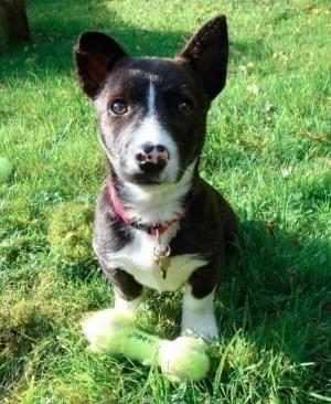 Puppy Training Puppy Training