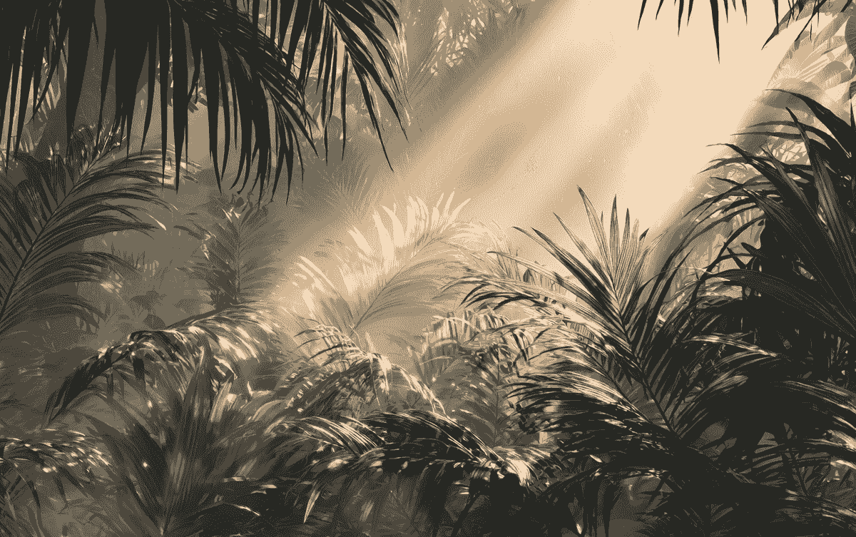 Sunlight through jungle canopy, representing environmental somatic healing Sunlight through jungle canopy, representing environmental somatic healing