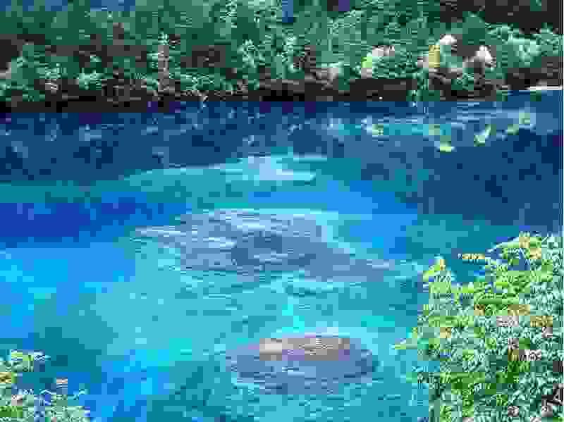 九寨溝1992年にユネスコにより世界自然遺産に指定された景勝地。「童話世界」とも呼ばれるこの九寨溝は四川省阿バ蔵族自治州九寨溝県の中南部に位置し、荷葉、樹正、ニチサコウなど9つのチベット族の村があることから「九寨溝」と名付けられました。 風景区内の標高は2,000から3,100m。総面積1,320平方km。大小100以上の湖が棚田状に連なり、それぞれの湖は岷山山脈から流れてきた石灰石が湖底に沈殿し、そのろ過作用により非常に透明度が高く美しい色彩の湖のほか、47の泉、17の瀑布などの景観を楽しむことができます。風景区内はY字方の則査溝、日則溝、樹正溝の3つの渓谷にわかれ、移動には環境保護バスを利用します。 【則査溝のみどころ】 *長海:標高3,150m。九寨溝最大の湖。 *五彩池:日に何度も湖の色を変えるといわれる鮮やかな湖の色で有名。 *熊猫海:かつてはパンダが水を飲みにきたといわれる湖。 九寨溝1992年にユネスコにより世界自然遺産に指定された景勝地。「童話世界」とも呼ばれるこの九寨溝は四川省阿バ蔵族自治州九寨溝県の中南部に位置し、荷葉、樹正、ニチサコウなど9つのチベット族の村があることから「九寨溝」と名付けられました。 風景区内の標高は2,000から3,100m。総面積1,320平方km。大小100以上の湖が棚田状に連なり、それぞれの湖は岷山山脈から流れてきた石灰石が湖底に沈殿し、そのろ過作用により非常に透明度が高く美しい色彩の湖のほか、47の泉、17の瀑布などの景観を楽しむことができます。風景区内はY字方の則査溝、日則溝、樹正溝の3つの渓谷にわかれ、移動には環境保護バスを利用します。 【則査溝のみどころ】 *長海:標高3,150m。九寨溝最大の湖。 *五彩池:日に何度も湖の色を変えるといわれる鮮やかな湖の色で有名。 *熊猫海:かつてはパンダが水を飲みにきたといわれる湖。