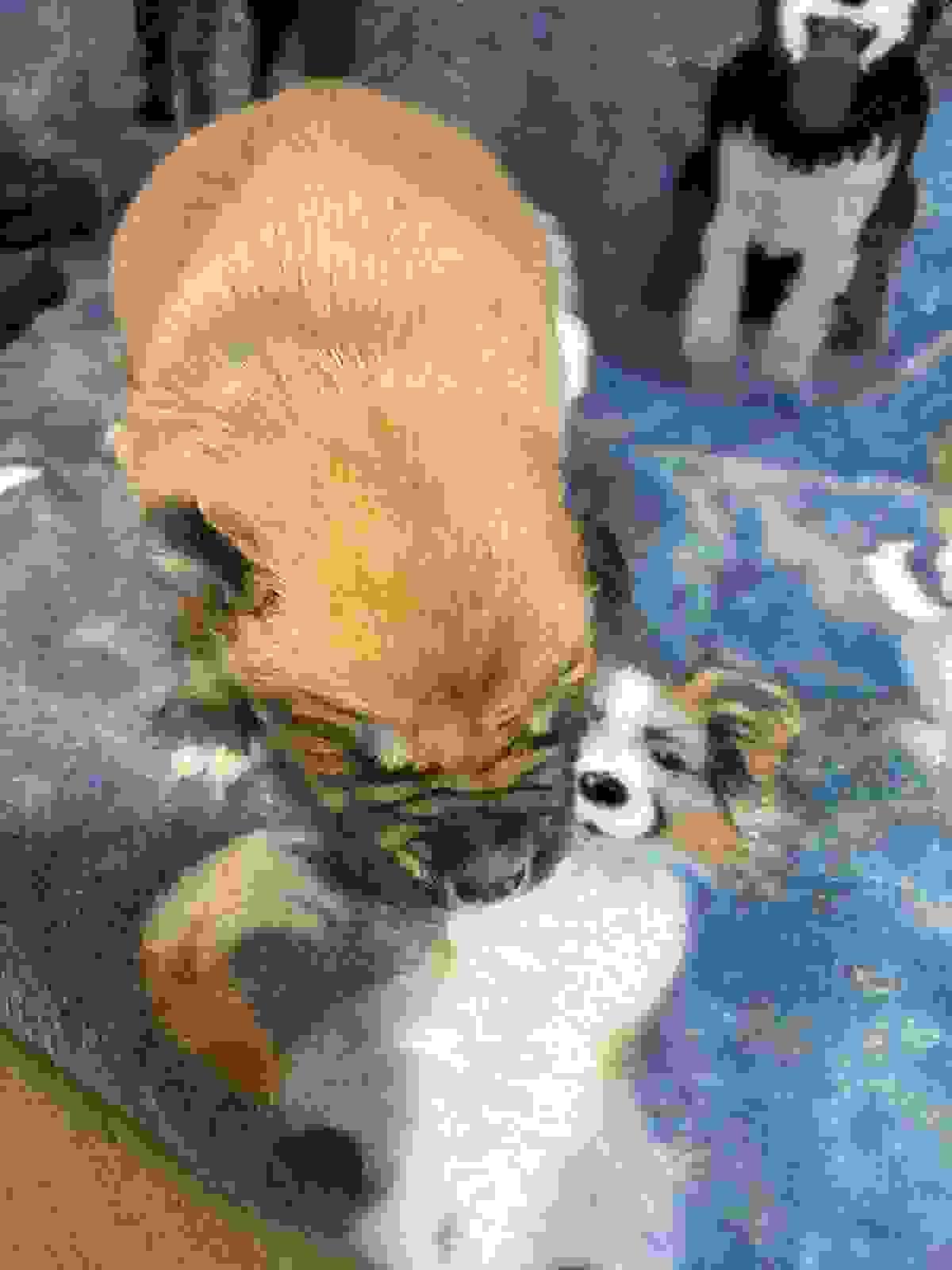 Access valuable resources and guidance on pet care, training, and health to ensure your new furry family member thrives in their forever home. Pet Care Resources Our Mission Connect furbabies to forever homes Access valuable resources and guidance on pet care, training, and health to ensure your new furry family member thrives in their forever home. Pet Care Resources Our Mission Connect furbabies to forever homes