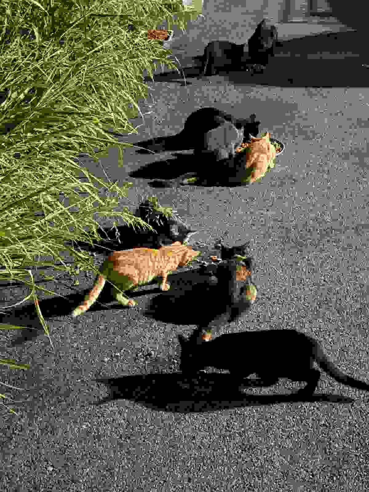 Our streamlined adoption process ensures that every pet finds a loving forever home. We guide you through each step to make the journey enjoyable and fulfilling. Adoption Process Our Mission Connect furbabies to forever homes Our streamlined adoption process ensures that every pet finds a loving forever home. We guide you through each step to make the journey enjoyable and fulfilling. Adoption Process Our Mission Connect furbabies to forever homes