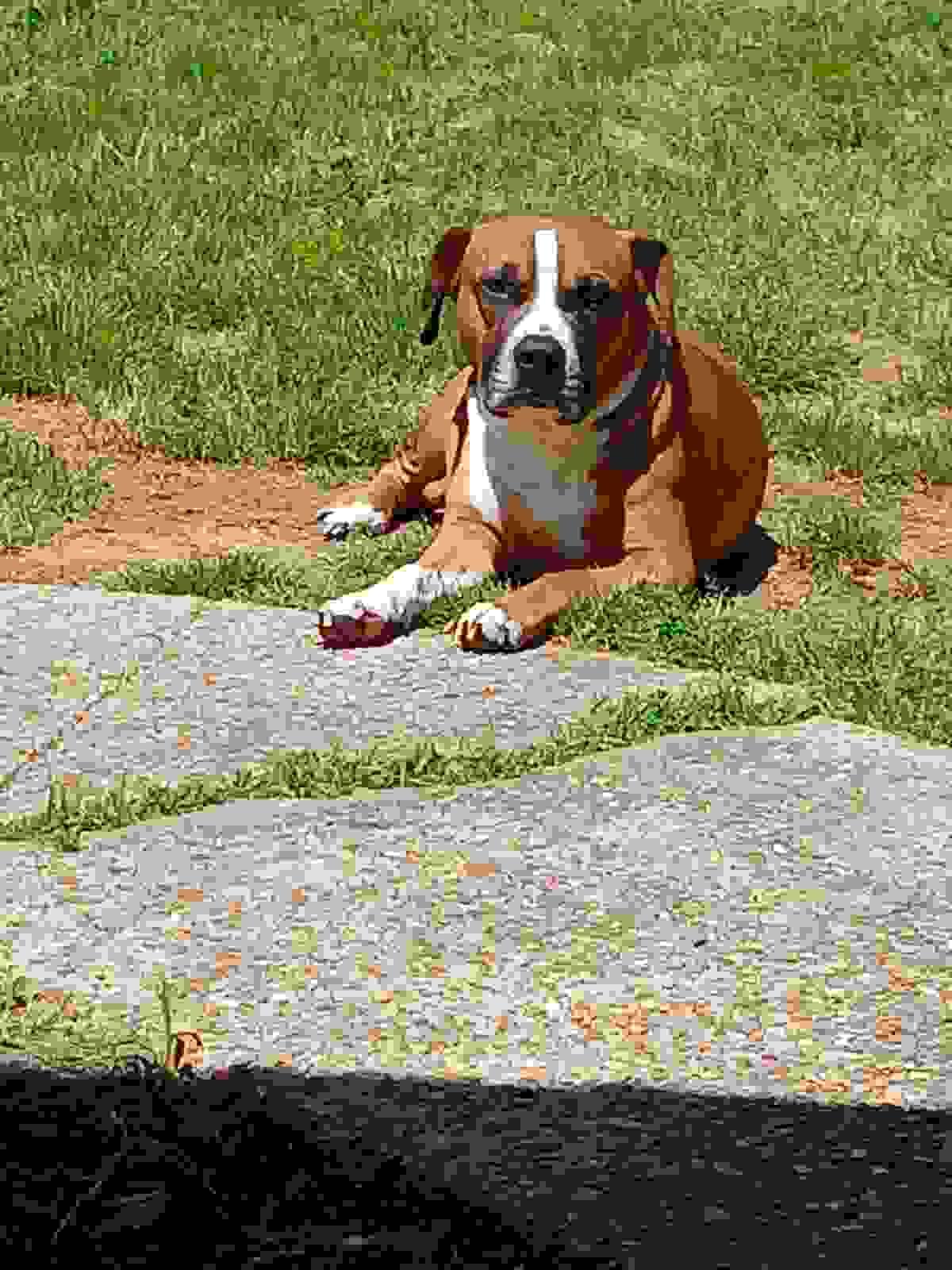 We believe in building a strong community. Join us in our events and programs designed to support pet owners and raise awareness about responsible pet adoption. Community Support Our Mission Connect furbabies to forever homes We believe in building a strong community. Join us in our events and programs designed to support pet owners and raise awareness about responsible pet adoption. Community Support Our Mission Connect furbabies to forever homes