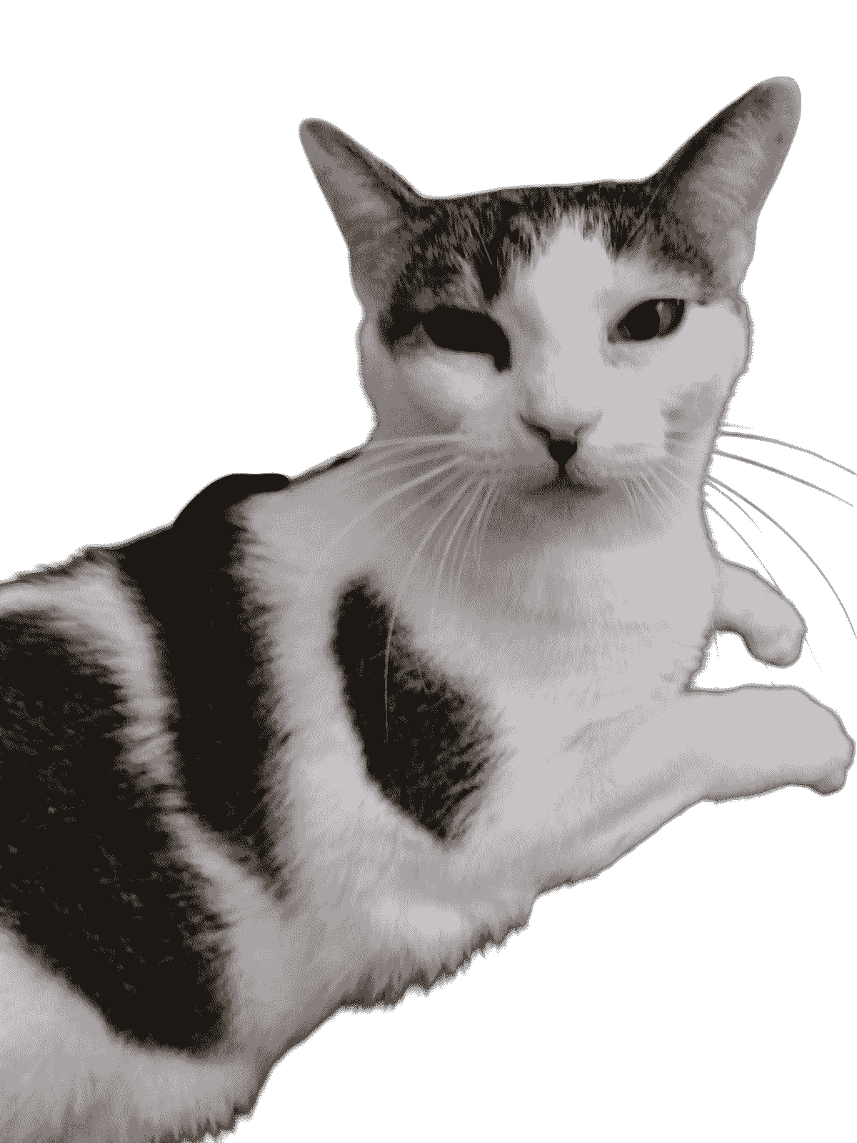 precious but judgmental cat staring at us precious but judgmental cat staring at us