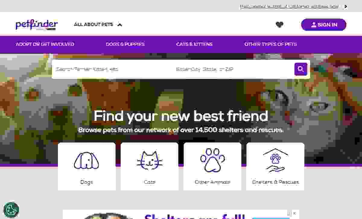 Image taken from Petfinder
