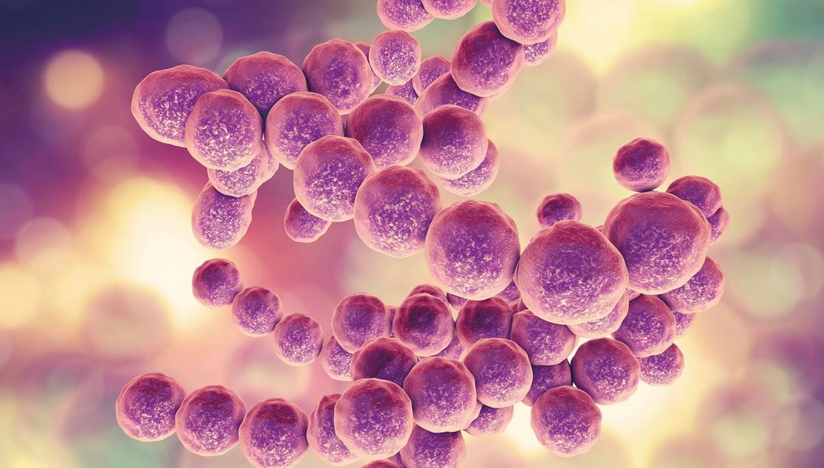iHA318™  Streptococcus thermophilus   iHA318™  Streptococcus thermophilus