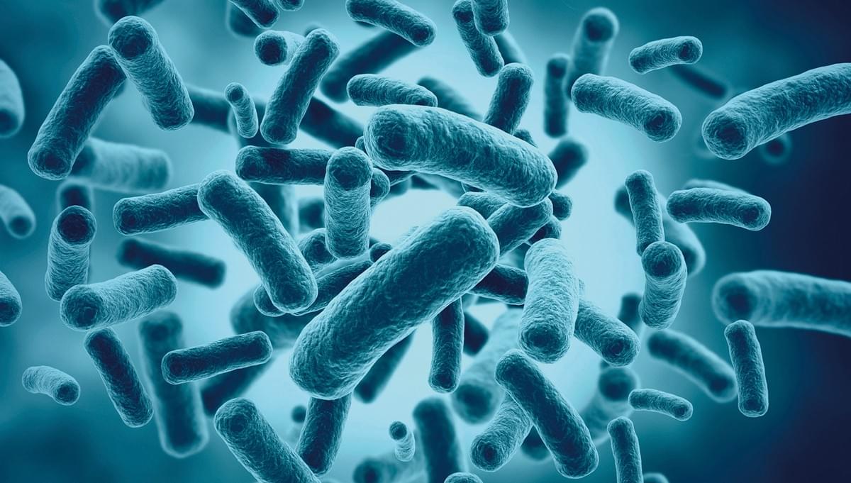 UA881™  Lactobacillus helveticus   UA881™  Lactobacillus helveticus