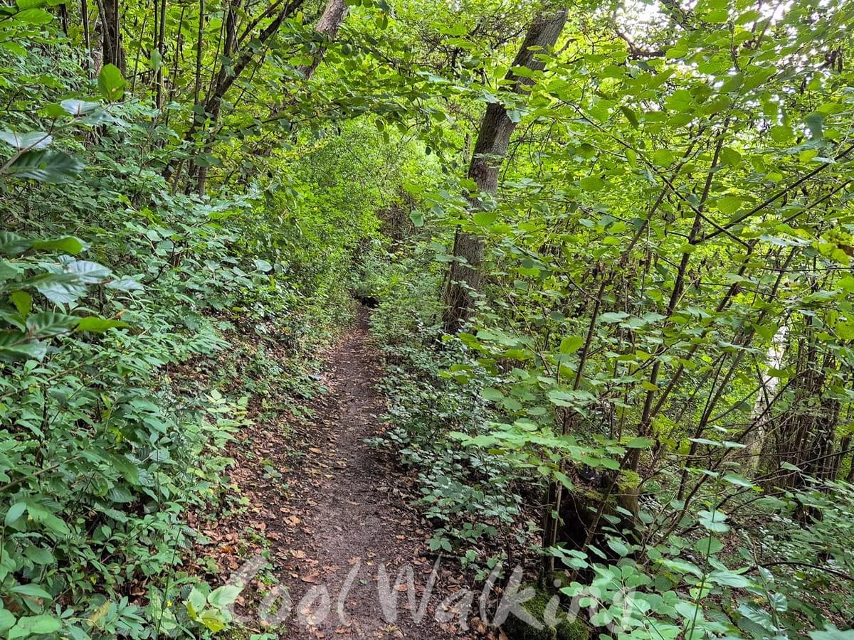 Section image