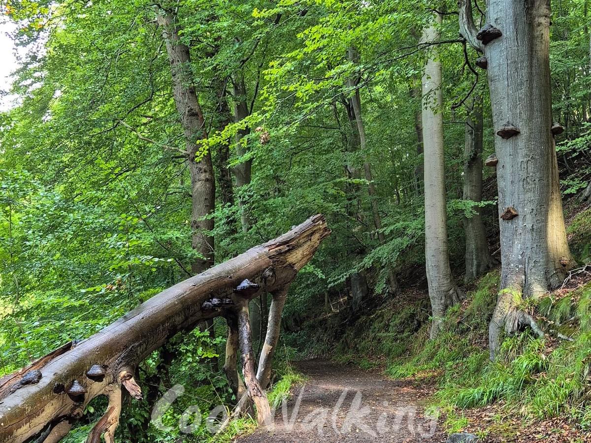 Section image