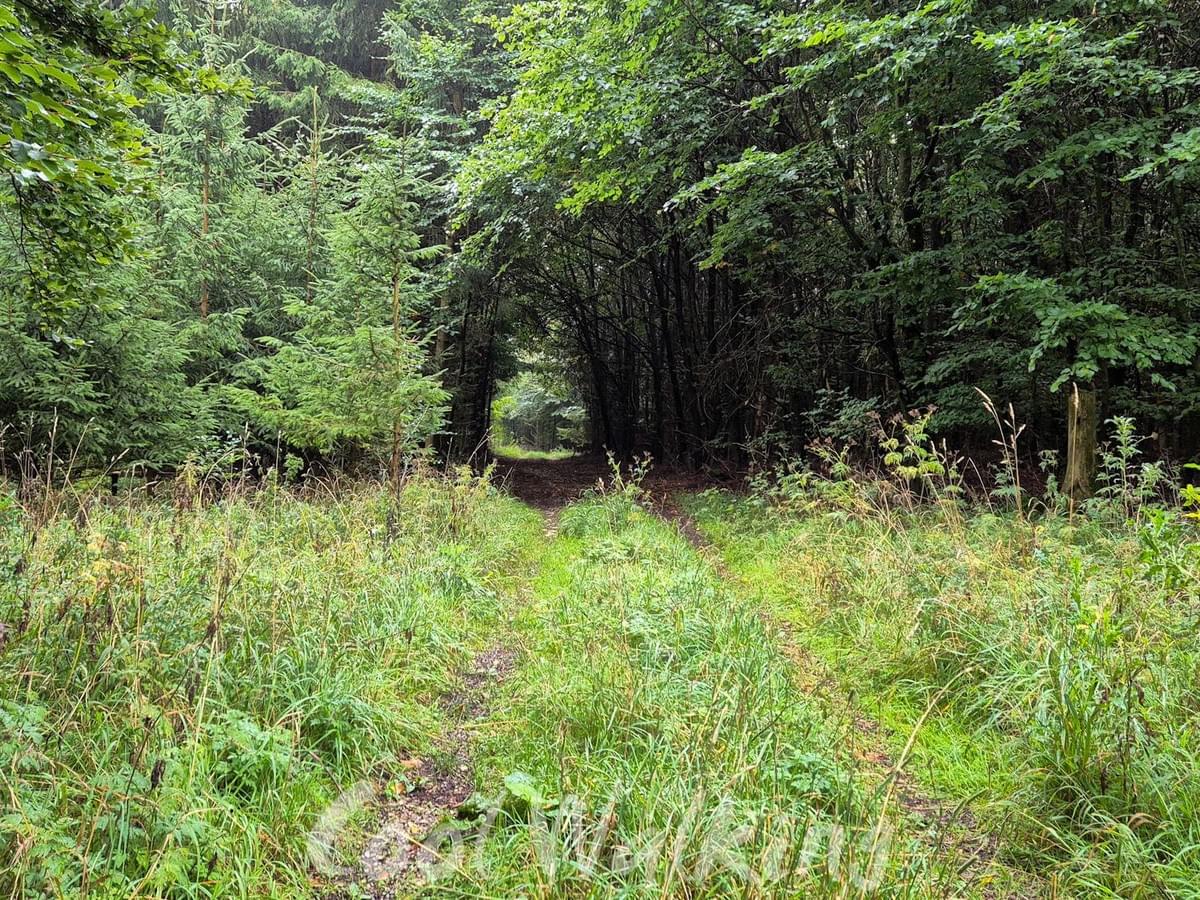 Section image