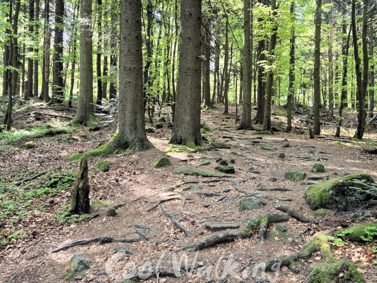 Section image